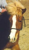 Epona, Icelandic Horse